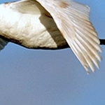 Cygnes en vol